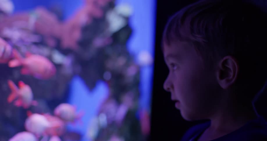 A young boy with short brown hair is captivated by a large colorful aquarium his face is lit by the blue and purple glow of the tank as he watches the vibrant fish swimming by