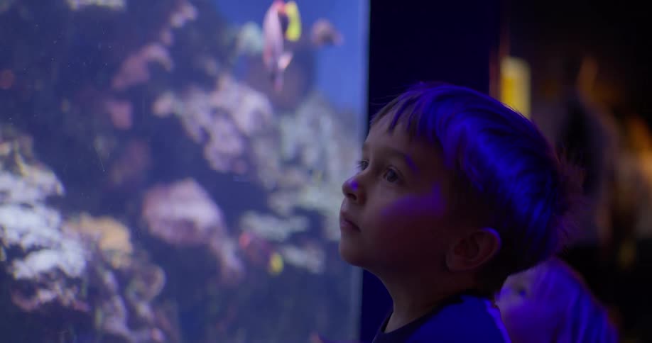 Children are looking at a large aquarium full of coral and fish
