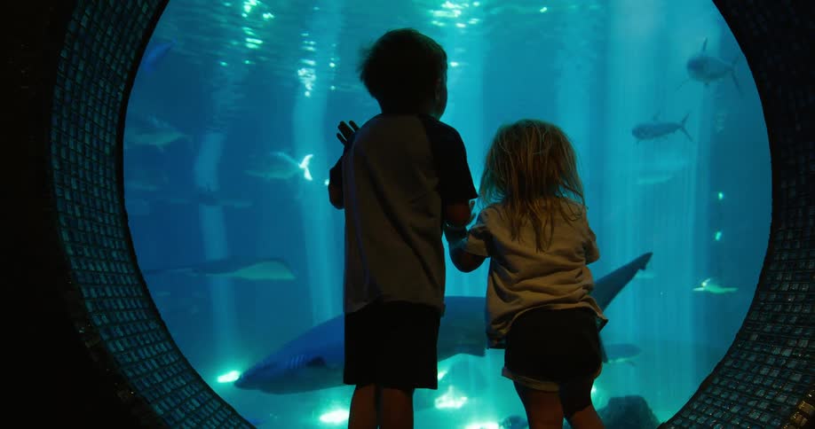 The video shows a shark swimming in a large aquarium tank a child and a young person are silhouetted against the bright blue light of the tank watching the shark