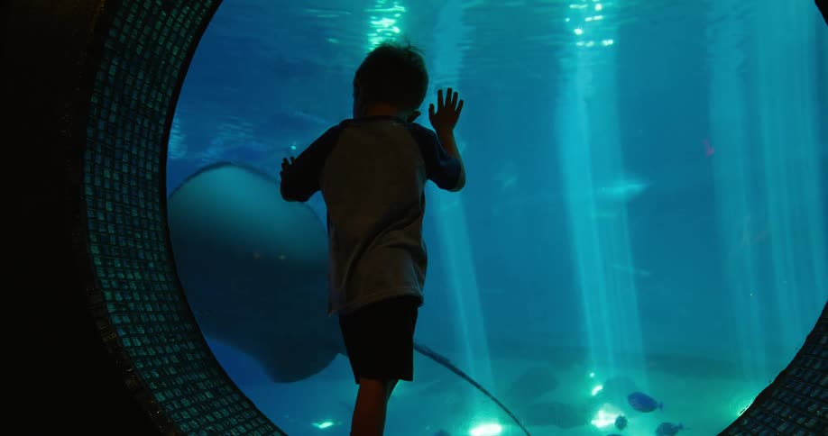 The video shows two children a boy and a girl standing in front of a large aquarium window they are silhouetted against the bright blue light from the tank watching a large ray swim past