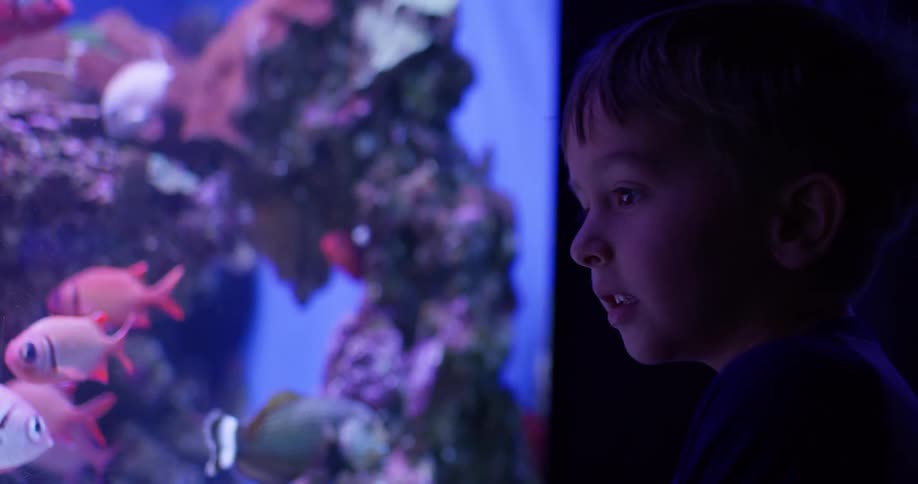 Boy watches colorful fish in a lit aquarium