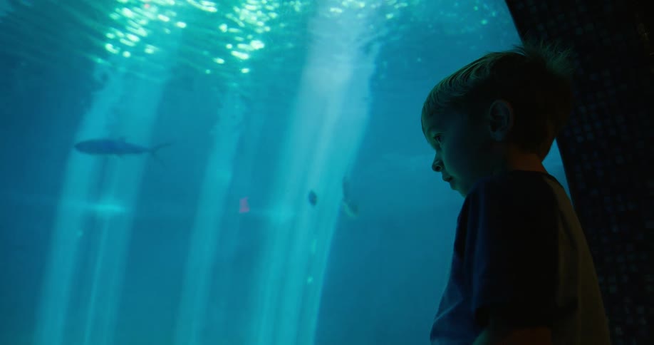 A child standing in front of an aquarium watching the fish swim through the glass