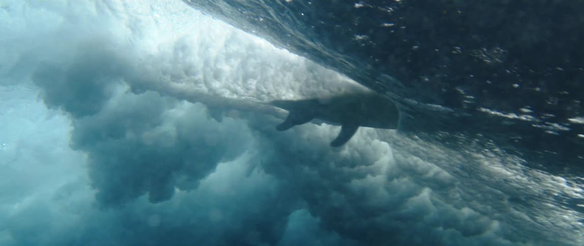 A whale swims through the water creating waves
