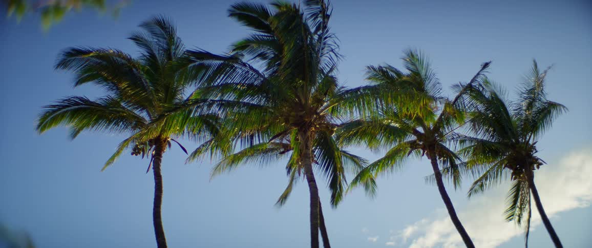 Tall palm trees sway beneath a bright blue sky