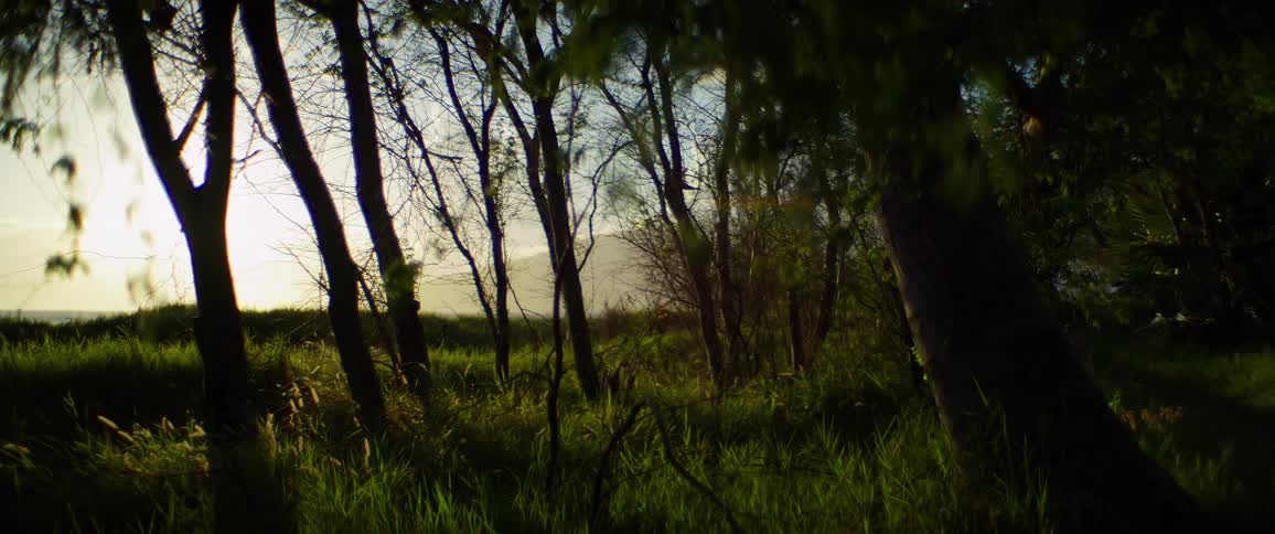 Heavy fog is in the forest