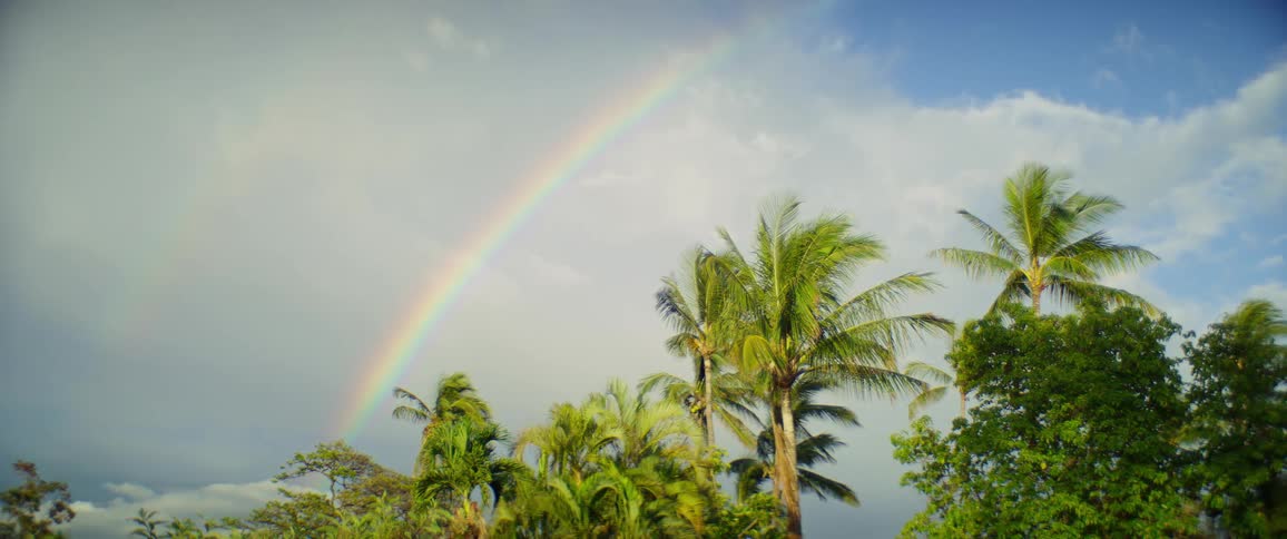 Rainbow appears in the sky above green palm trees