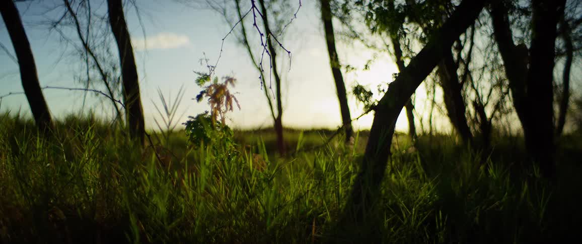 Sun rays pass through trees illuminating the grass at sunset