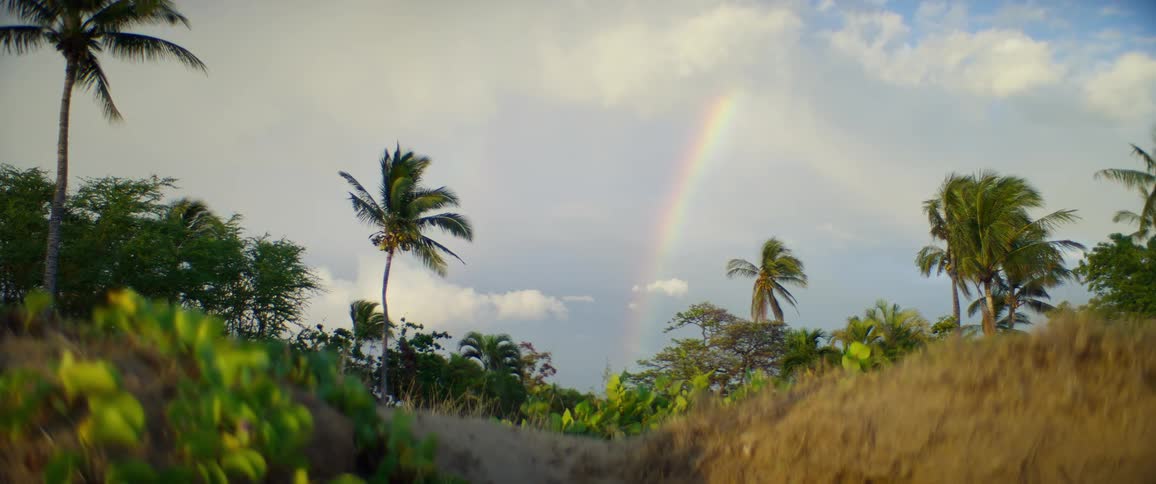 Rainbow appears in the sky above palm trees and tropical vegetation