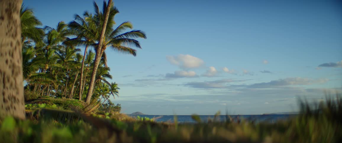 Palm trees line the shore of the island