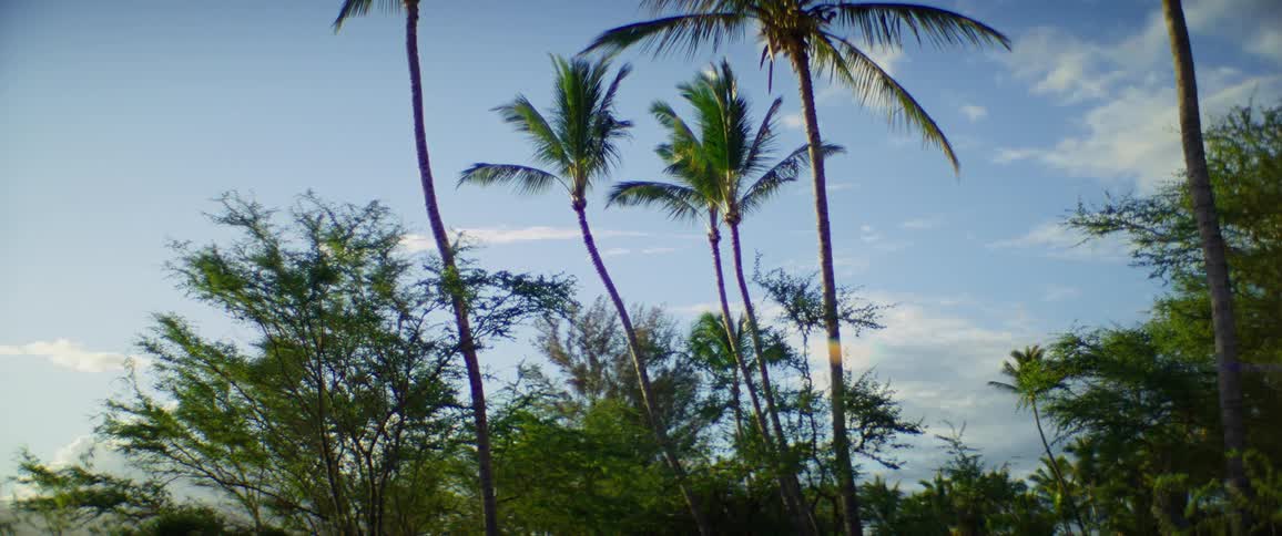 A camera shot tilts down from the tops of sunny palm trees against a blue sky to reveal a small dirt path in the grass below
