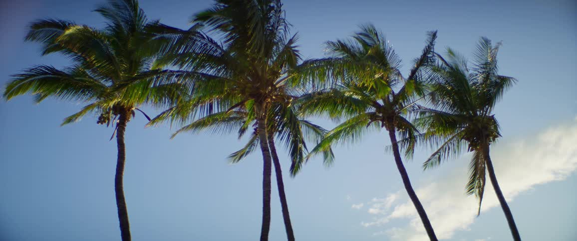 Palm trees move in the breeze