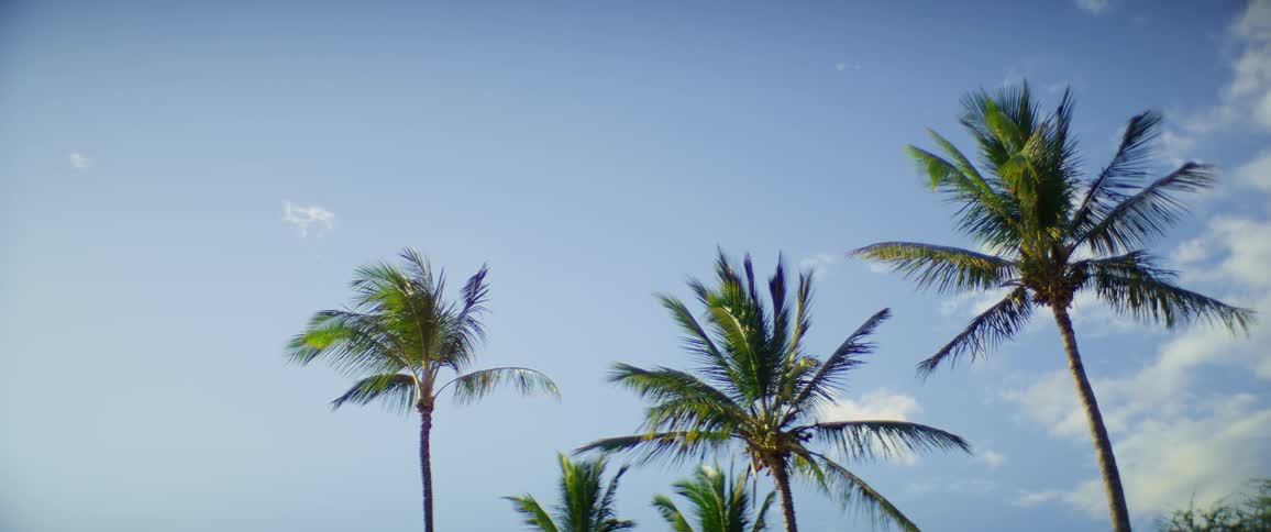 Palm trees sway under a blue sky with few clouds