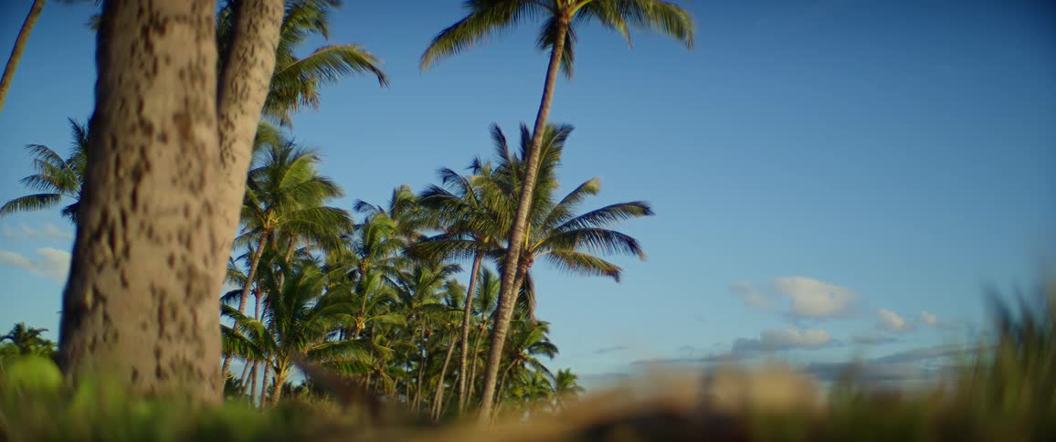 A tropical forest lined with a series of palm trees at midday