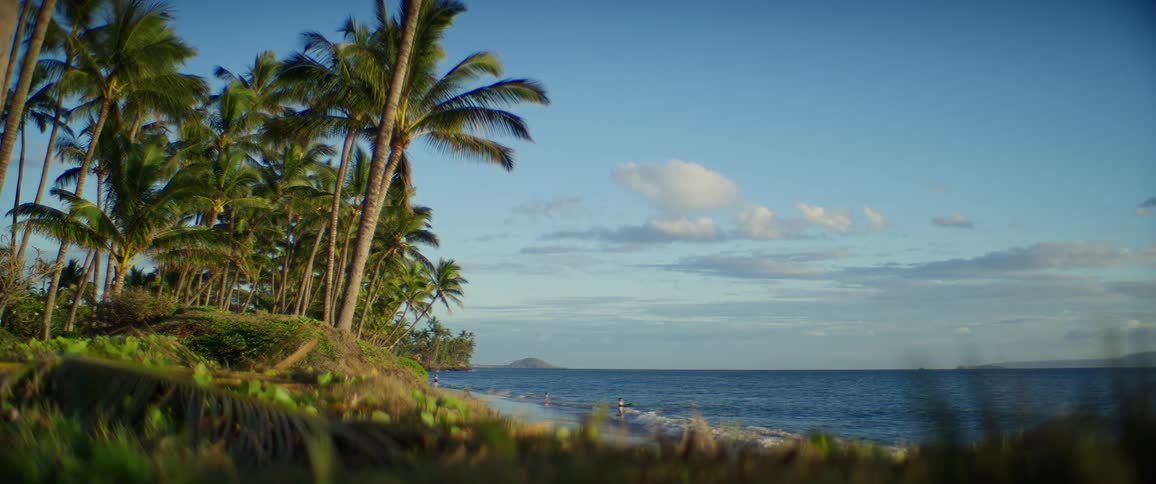 Palm trees line the seaside on a tropical beach at sunset