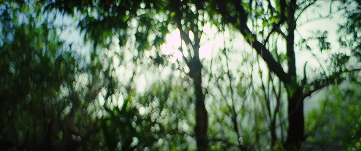 Sunlight shining through blurry green trees in a forest setting