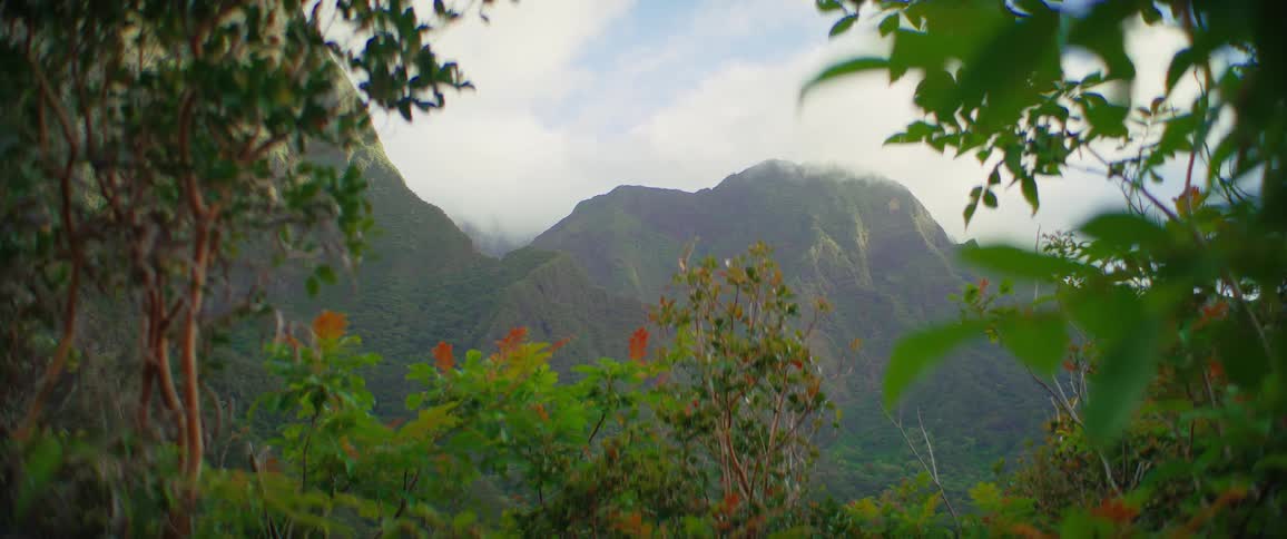 A lush forest with tall trees and distant mountains below a cloudy sky