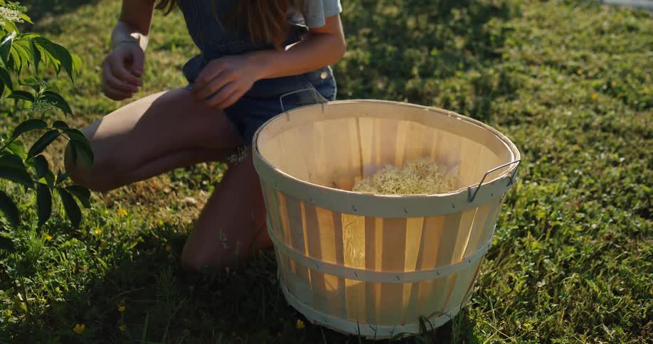 The girl is picking flowers and putting them in a basket