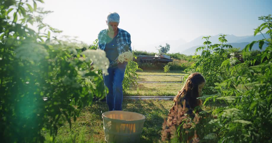 An elderly woman tending to her garden plants at midday