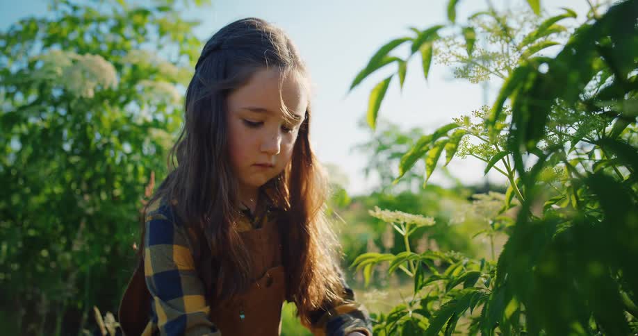 A young girl with long brown hair and a plaid shirt with overalls is in a garden harvesting a cluster of white flowers