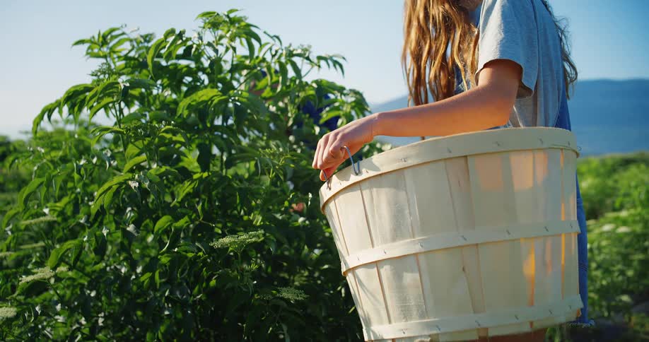 A young woman wearing a blue tshirt and denim overalls stands in a field holding a large light colored basket harvesting herbs from a plant in a garden