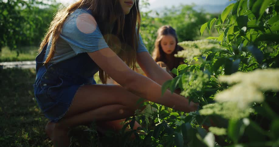 Two girls are gathering from the garden
