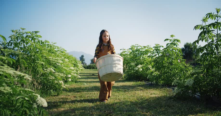 Young girl carrying a large white basket walking by produce crops on a farm