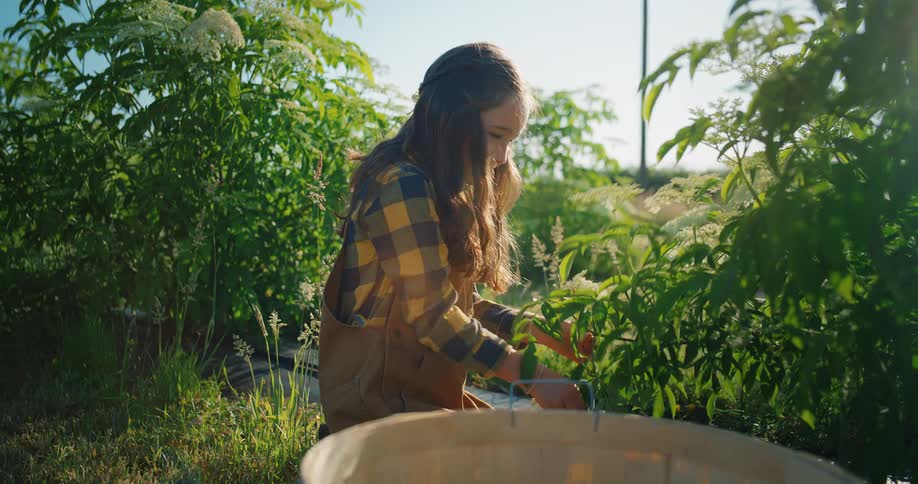 A young girl with long brown hair and a plaid shirt with overalls is in a garden kneeling down to carefully pick small white flowers and place them into a light colored wooden basket on the ground