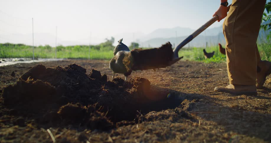The video shows a lowangle shot of a persons legs wearing boots and light brown pants as they use a shovel to dig a hole in the ground a black chicken stands nearby curiously watching the person work in the background there is a field and several