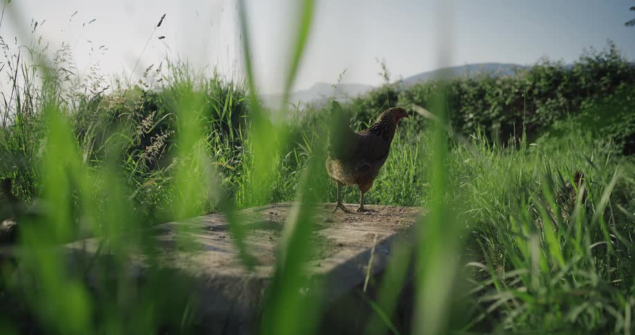 The video filmed at ground level shows a chicken walking on a flat stone in a grassy area tall green grass in the foreground blurs the view with mountains visible in the distance