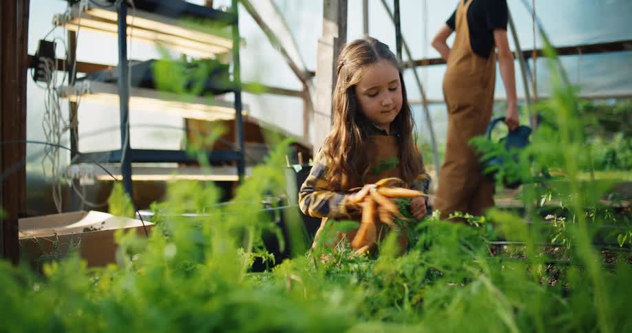 A young girl harvesting fresh carrots inside a greenhouse garden