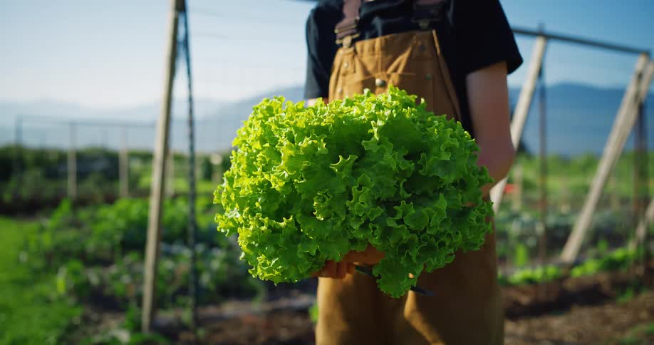 A gardener wearing brown overalls holds a large freshly picked head of green lettuce in their hands standing in a garden with a fence and a hillside in the background