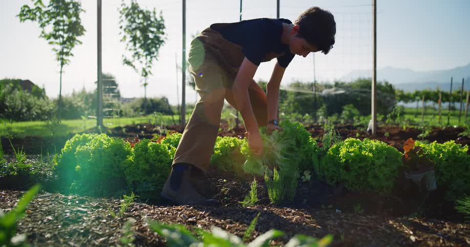 A young person is shown in a sunlit garden carefully harvesting a head of green lettuce and standing up with their fresh harvest