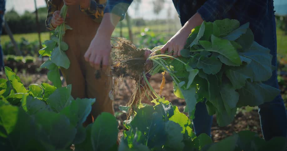 Two people harvest leafy greens in a rural garden