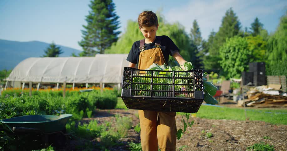 Boy carrying crate of freshly havested produce walking on a farm