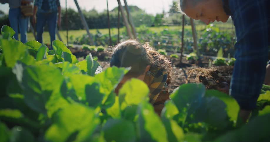 A woman and a young girl kneel in a garden working to pull fresh vegetables with dirt covered roots from the soil