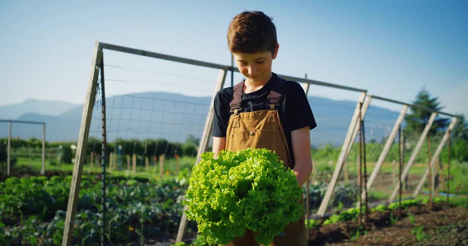 A smiling boy with brown overalls stands in a garden and holds a large head of green lettuce in his hands with a fence trees and mountains visible in the background