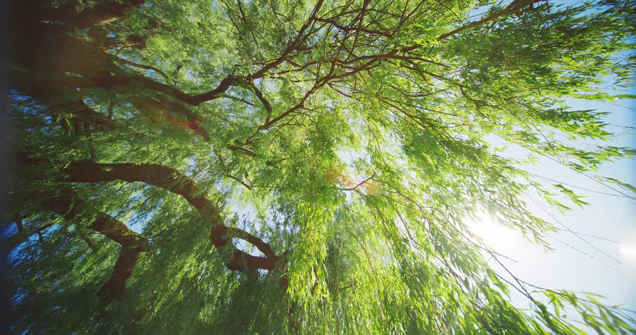 Sunlight filters through the branches of a willow tree under a bright sky