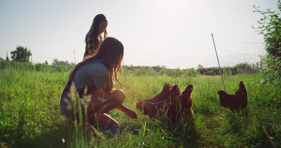Two kids are feeding chickens on a sunny farm field
