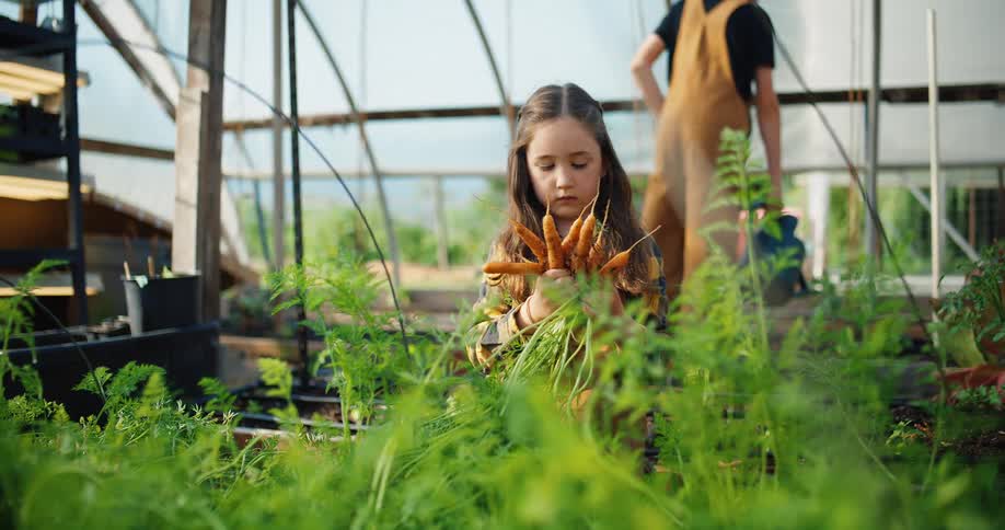 A young girl with long brown hair and a yellow plaid shirt with brown overalls kneels inside a greenhouse pulling a bunch of carrots with green tops out of the soil as a person with brown overalls stands in the background