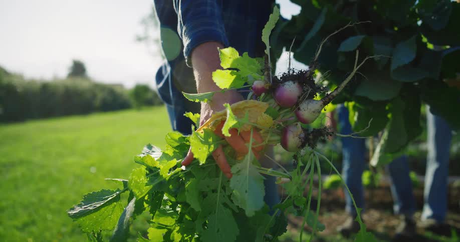 Person holding freshly harvested beets and lettuce at a farm