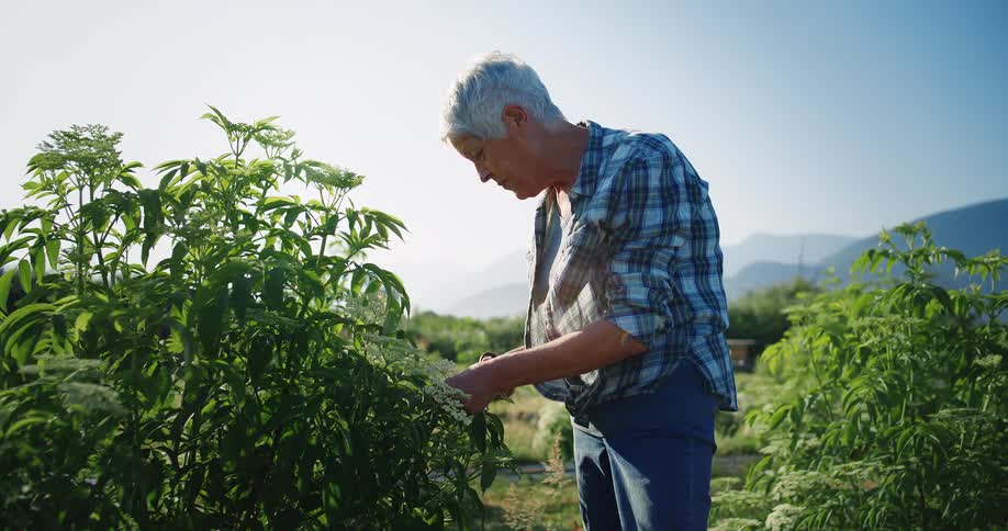 Grayhaired man examining a plant in an open agricultural field