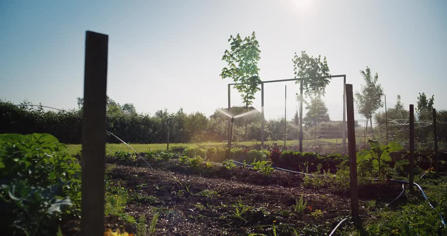 A vegetable garden with young plants being watered under bright sunlight