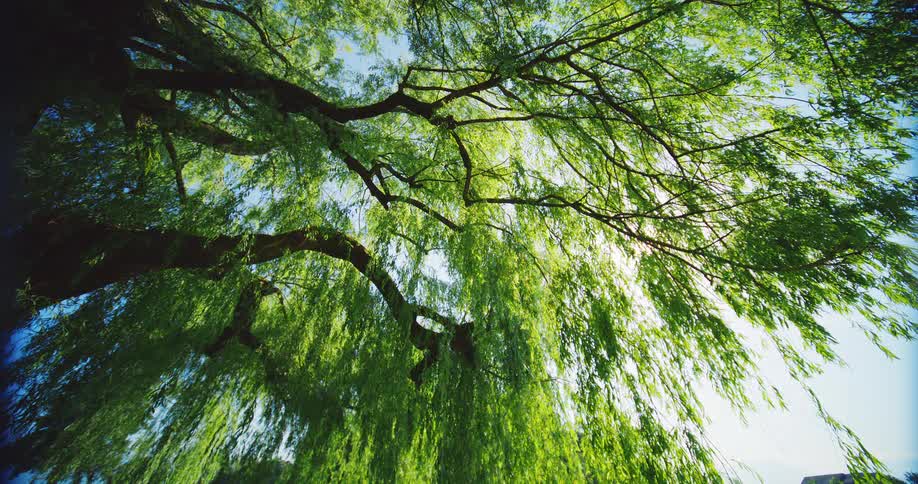 Willow tree branches covered with green foliage against the blue sky