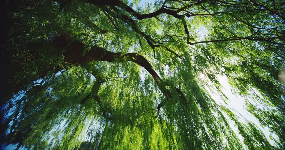 The sun shines in through the willow tree
