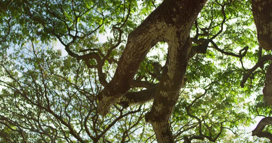 Upward view of a leafy canopy made by a large tree in sun