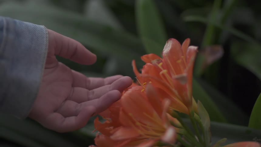 A person is running the backs of their fingers over the petals of some pretty, orange flowers