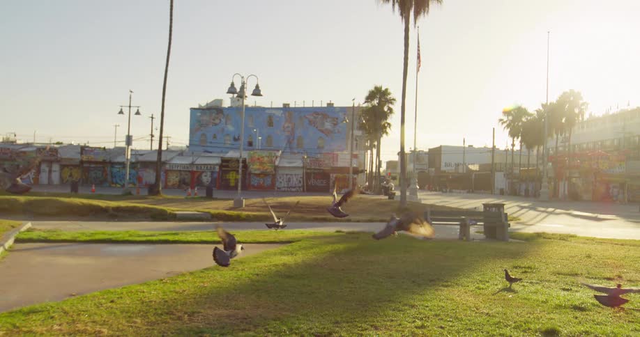 Pigeons take flight in a park with palm trees in front of a building covered in colorful murals and a street scene