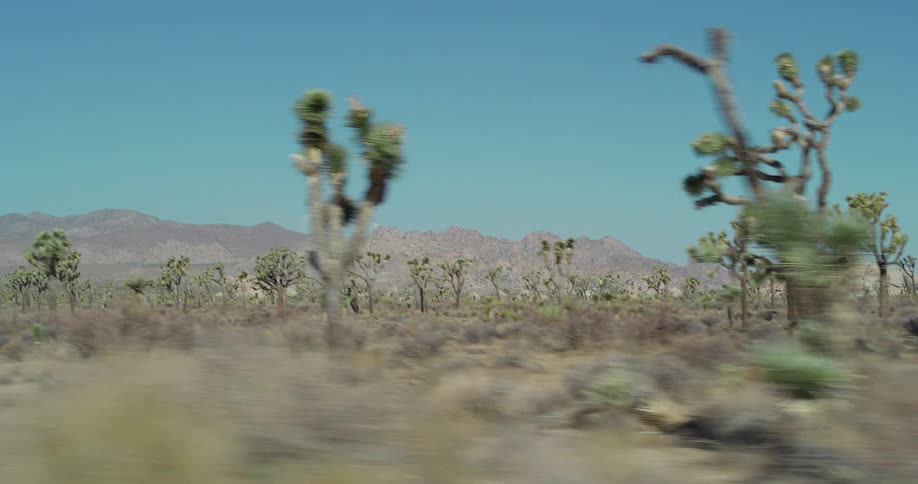 A camera in a moving vehicle captures a desert landscape with joshua trees and scrub brush in the foreground with distant mountains and a clear blue sky visible in the background
