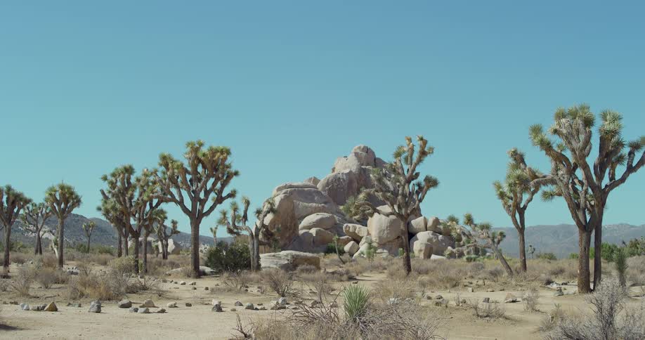 Joshua trees and boulders across the desert with mountains in the distance