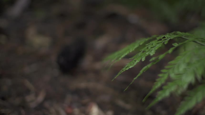 View of some dirt and close up of a leafy branch